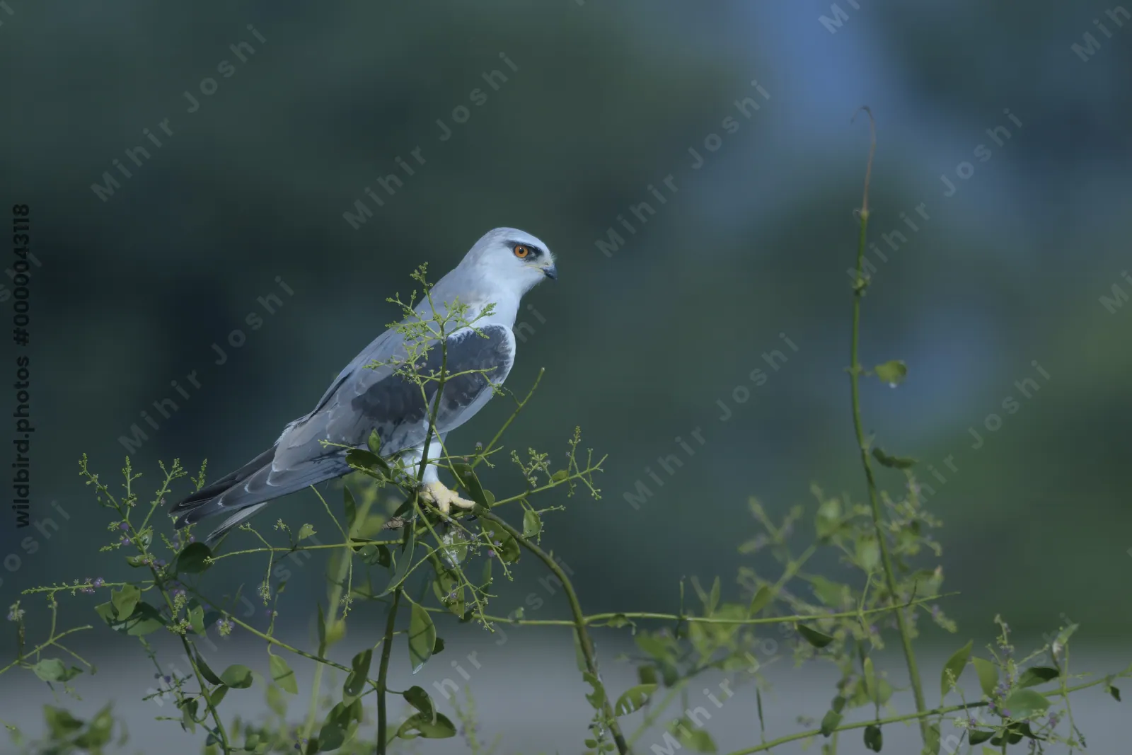 Black-winged Kite Perched on Branch in Velavadar National Park India