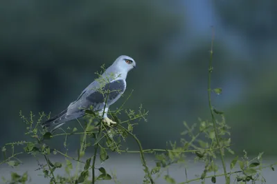 Black-winged Kite Perched on Branch in Velavadar National Park India