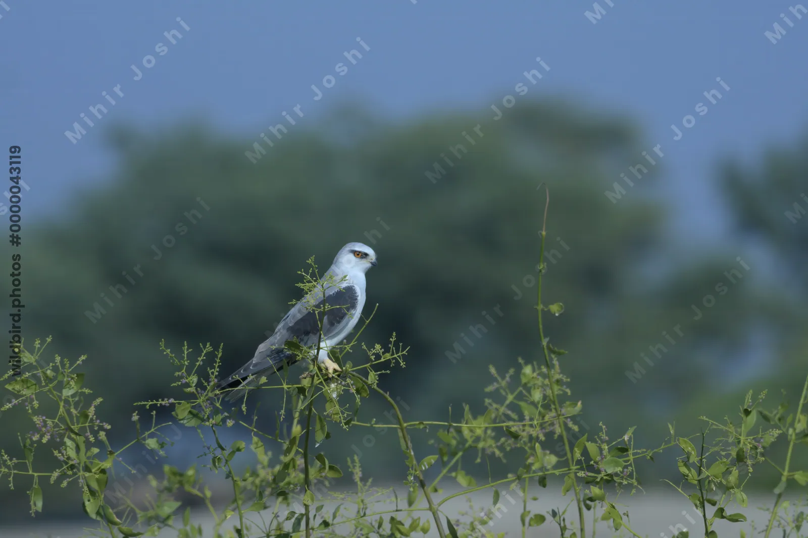 Black-Shouldered Kite Perched on Branch in Velavadar National Park, Gujarat