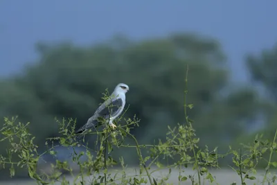 Black-Shouldered Kite Perched on Branch in Velavadar National Park, Gujarat