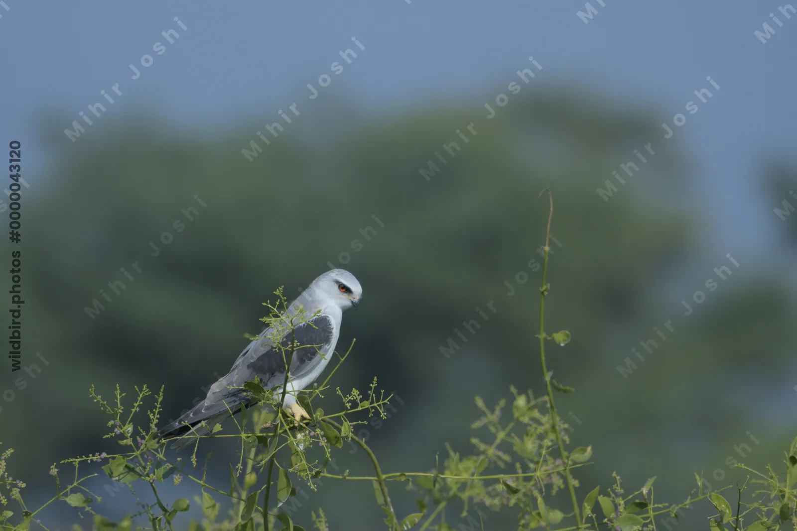 Black-Winged Kite Perched in Velavadar National Park Gujarat India