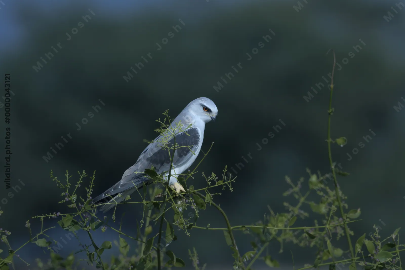 Black-winged Kite Perched on Bush in Velavadar National Park India