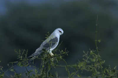Black-winged Kite Perched on Bush in Velavadar National Park India