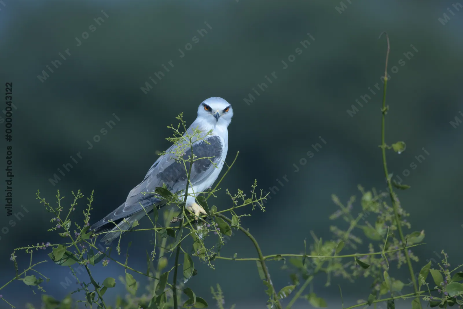 Black-winged Kite Perched on Shrub at Velavadar National Park India
