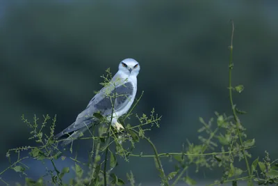 Black-winged Kite Perched on Shrub at Velavadar National Park India