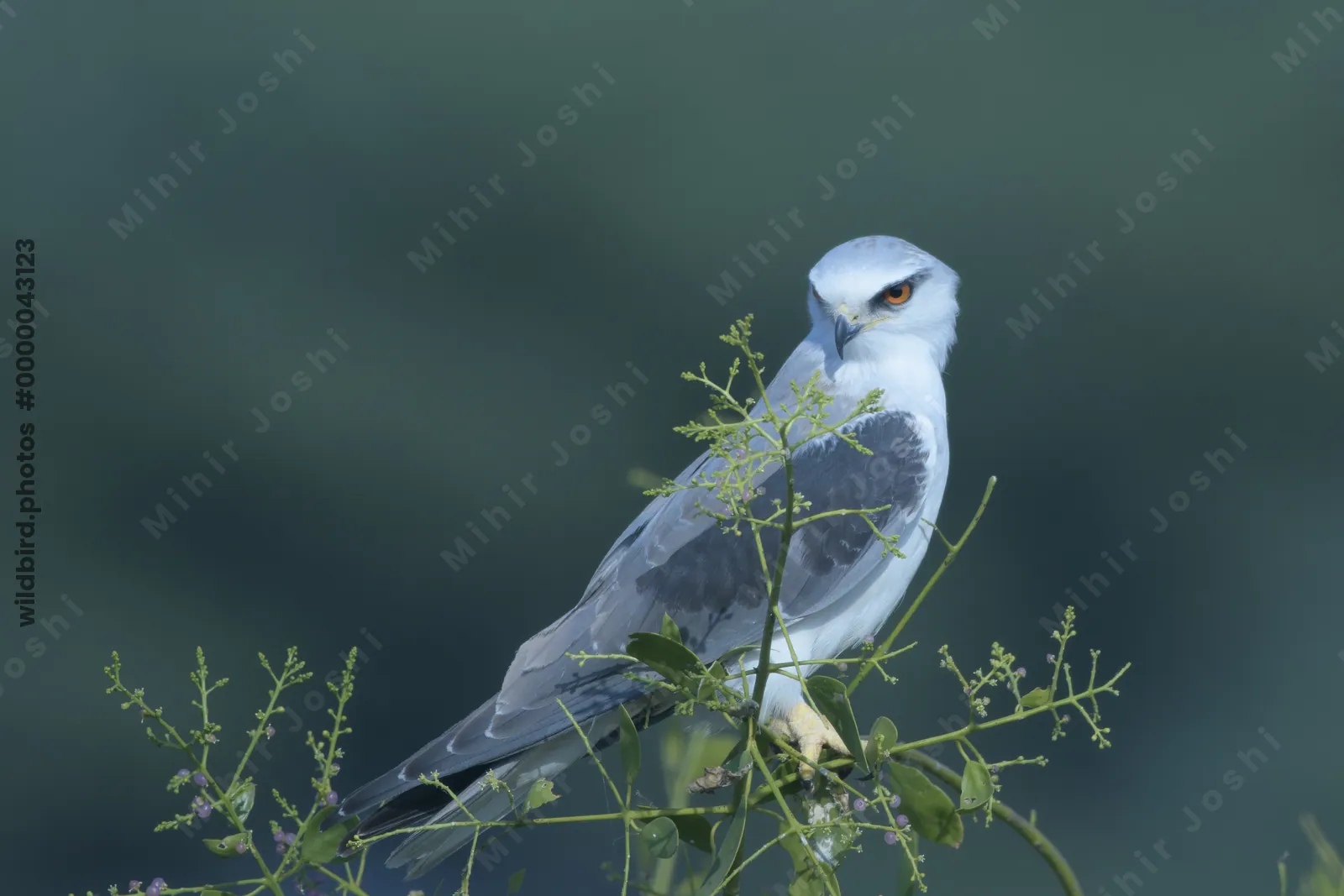 Black-winged Kite Perched on a Bush in Velavadar National Park India