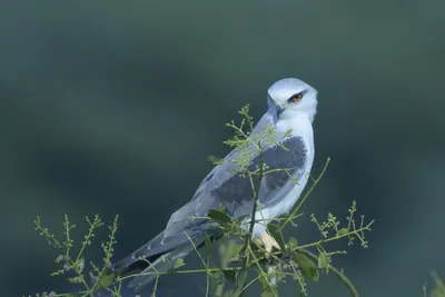 Black-winged Kite Perched on a Bush in Velavadar National Park India
