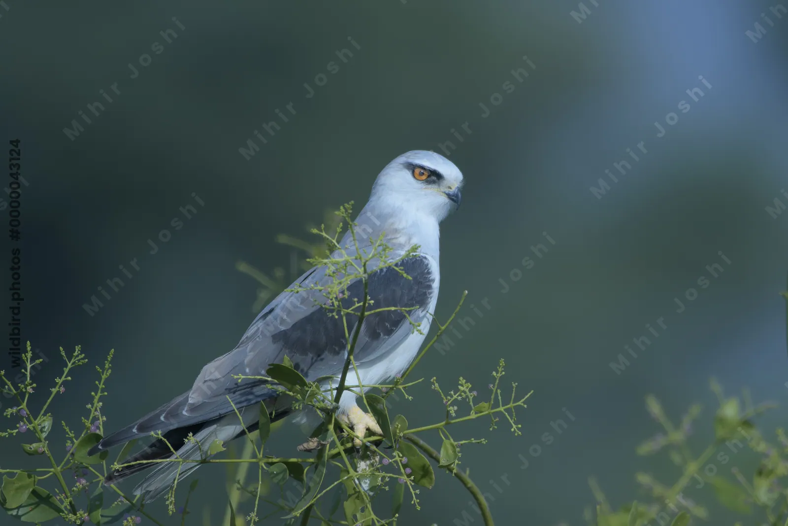 Black-Shouldered Kite Perched on Branch in Velavadar National Park, India