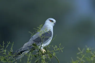Black-Shouldered Kite Perched on Branch in Velavadar National Park, India