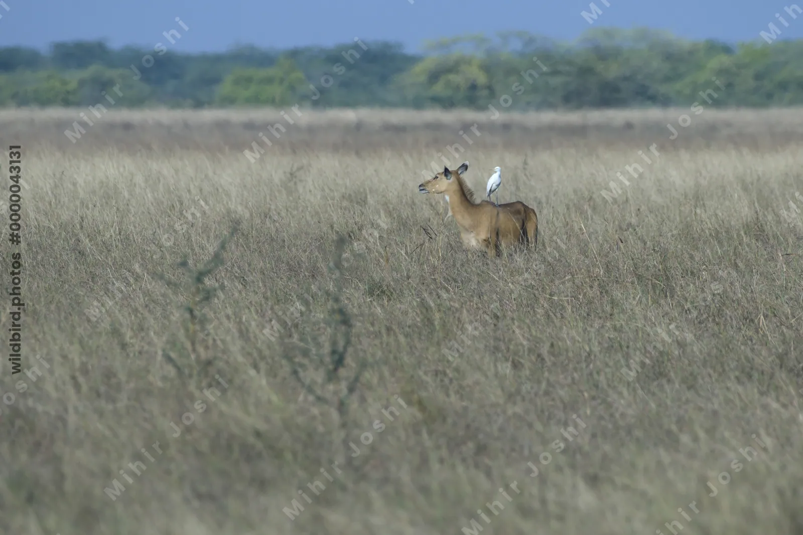 Female Nilgai with Cattle Egret on Back in Velavadar National Park India