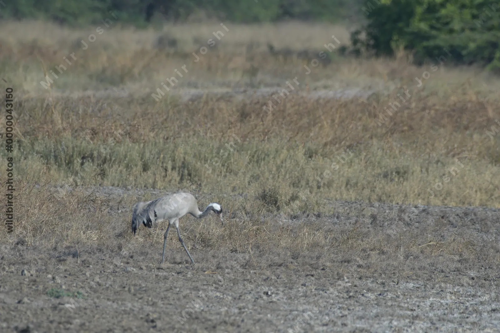 Common Crane foraging in grassland at Velavadar National Park in Gujarat