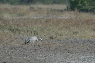 Common Crane foraging in grassland at Velavadar National Park in Gujarat