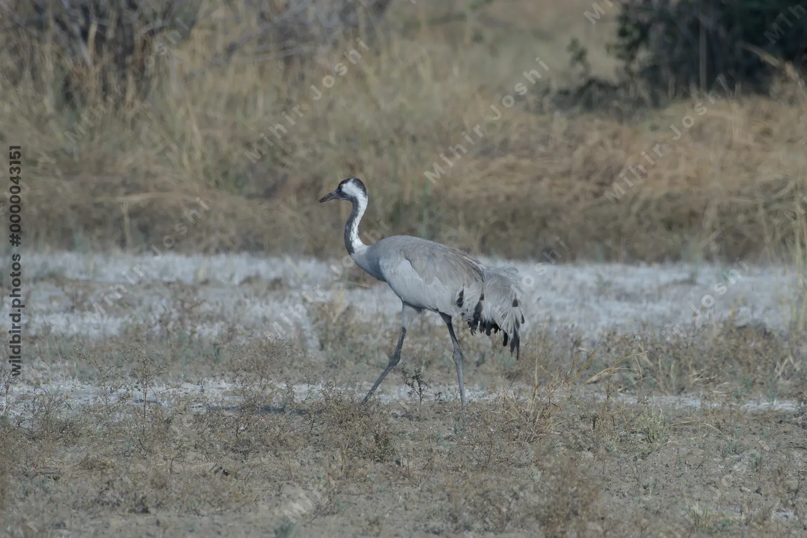 Common Crane walking in the grassland at Velavadar National Park in Gujarat