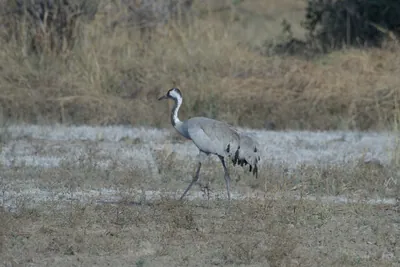 Common Crane walking in the grassland at Velavadar National Park in Gujarat