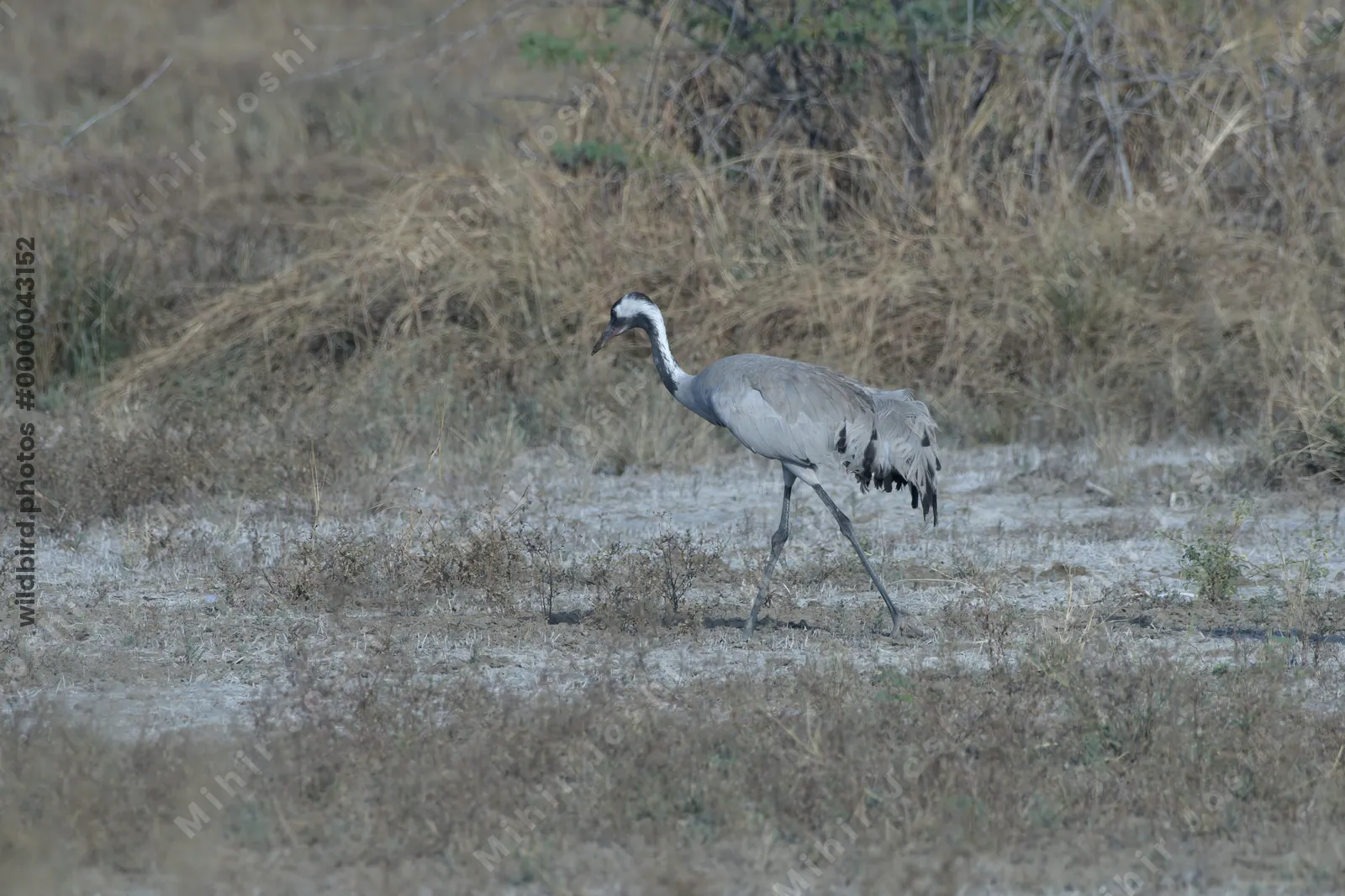 Common Crane walking in Velavadar National Park Gujarat India