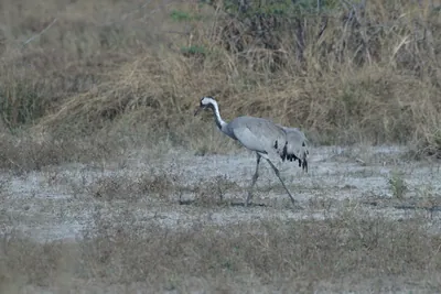 Common Crane walking in Velavadar National Park Gujarat India