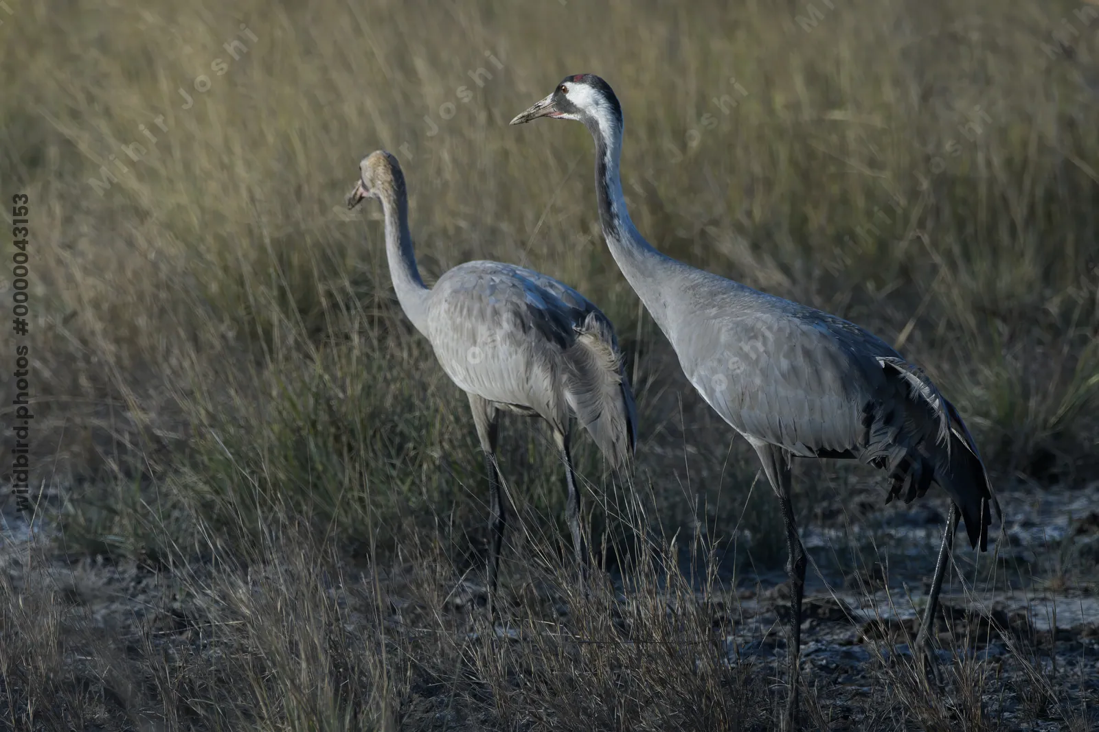 Common Crane pair standing in grassland at Velavadar National Park in India