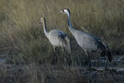 Common Cranes walking in the grassland at Velavadar National Park in India