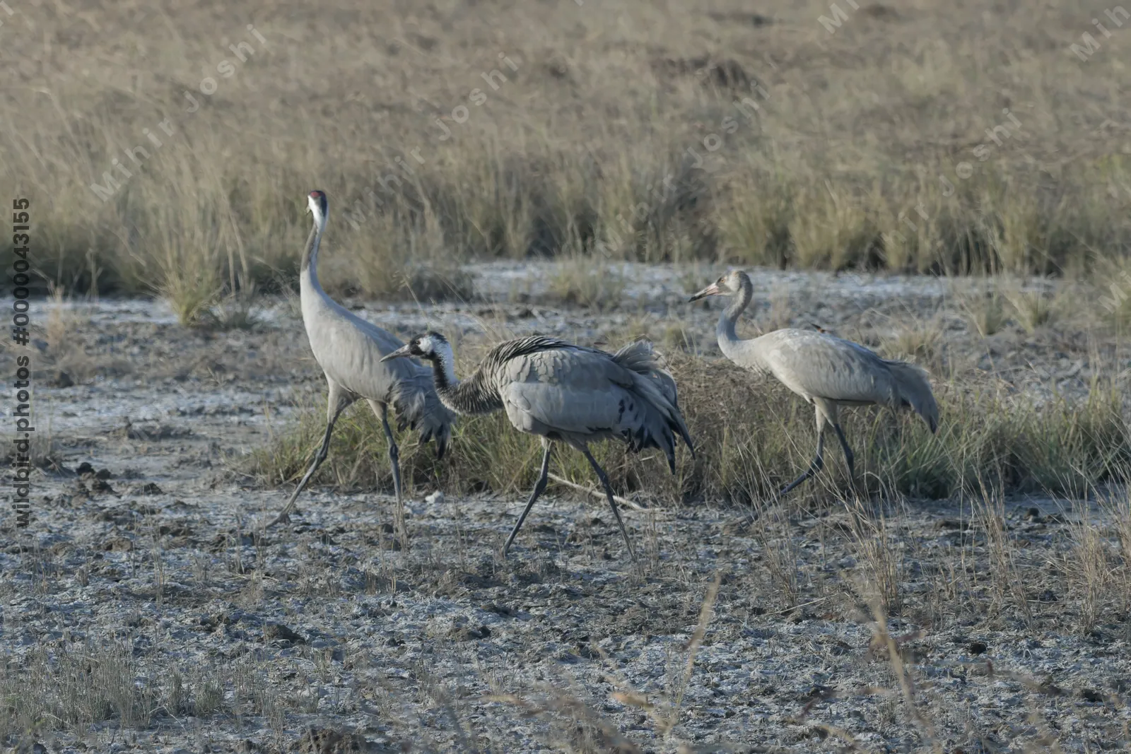 Common Cranes at Velavadar National Park in Gujarat India