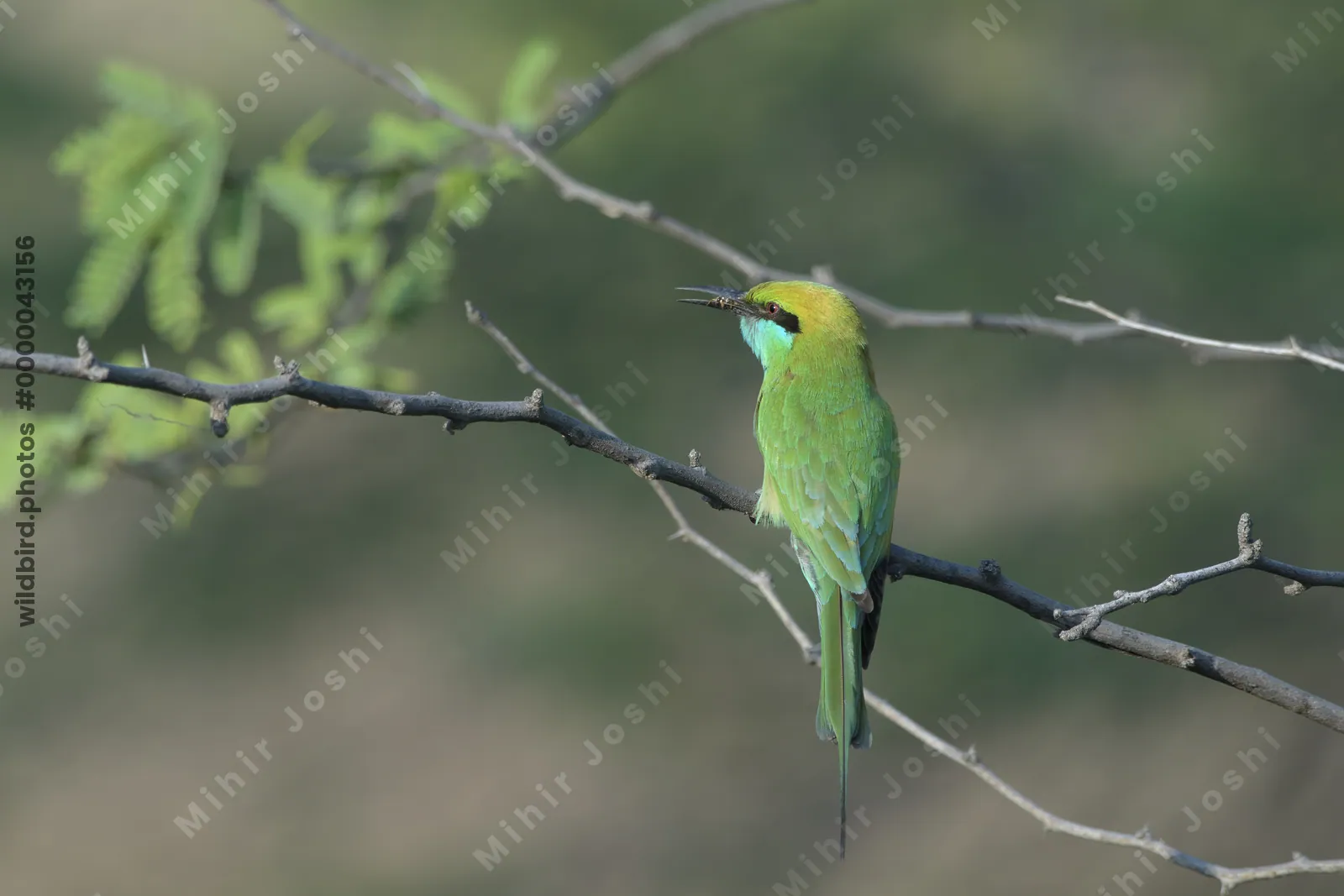 Asian Green Bee-eater perching on a thorny branch in Gujarat, India