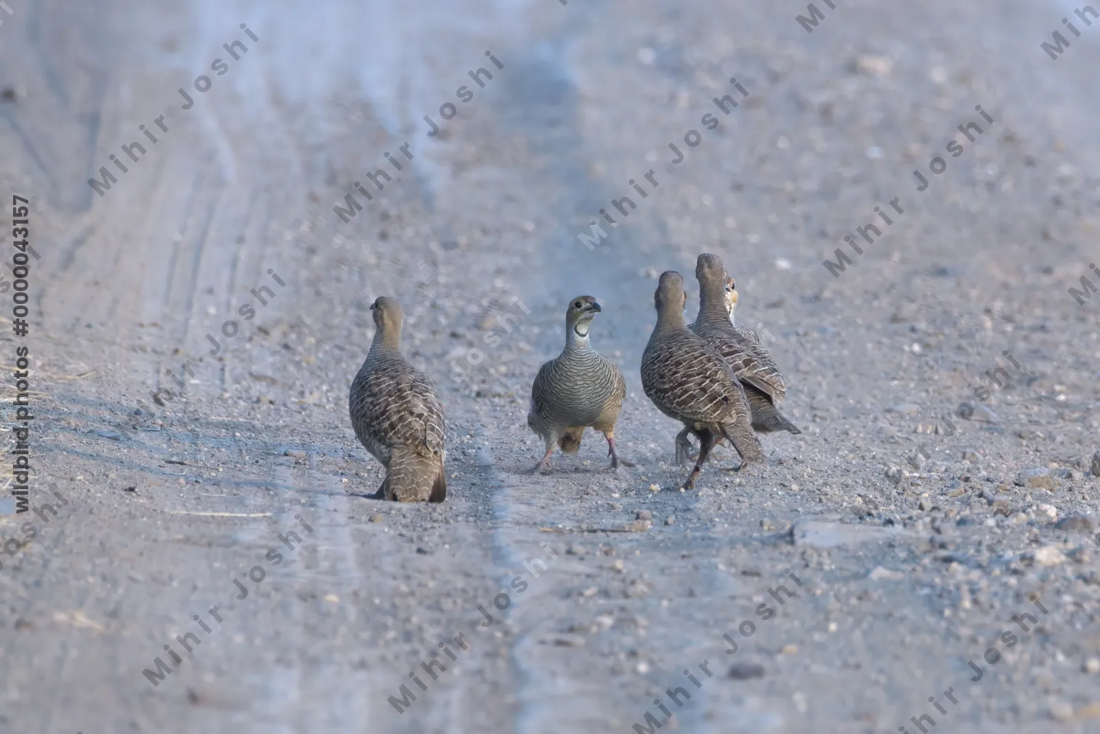 Grey Francolins walking on a dirt road in Velavadar National Park India