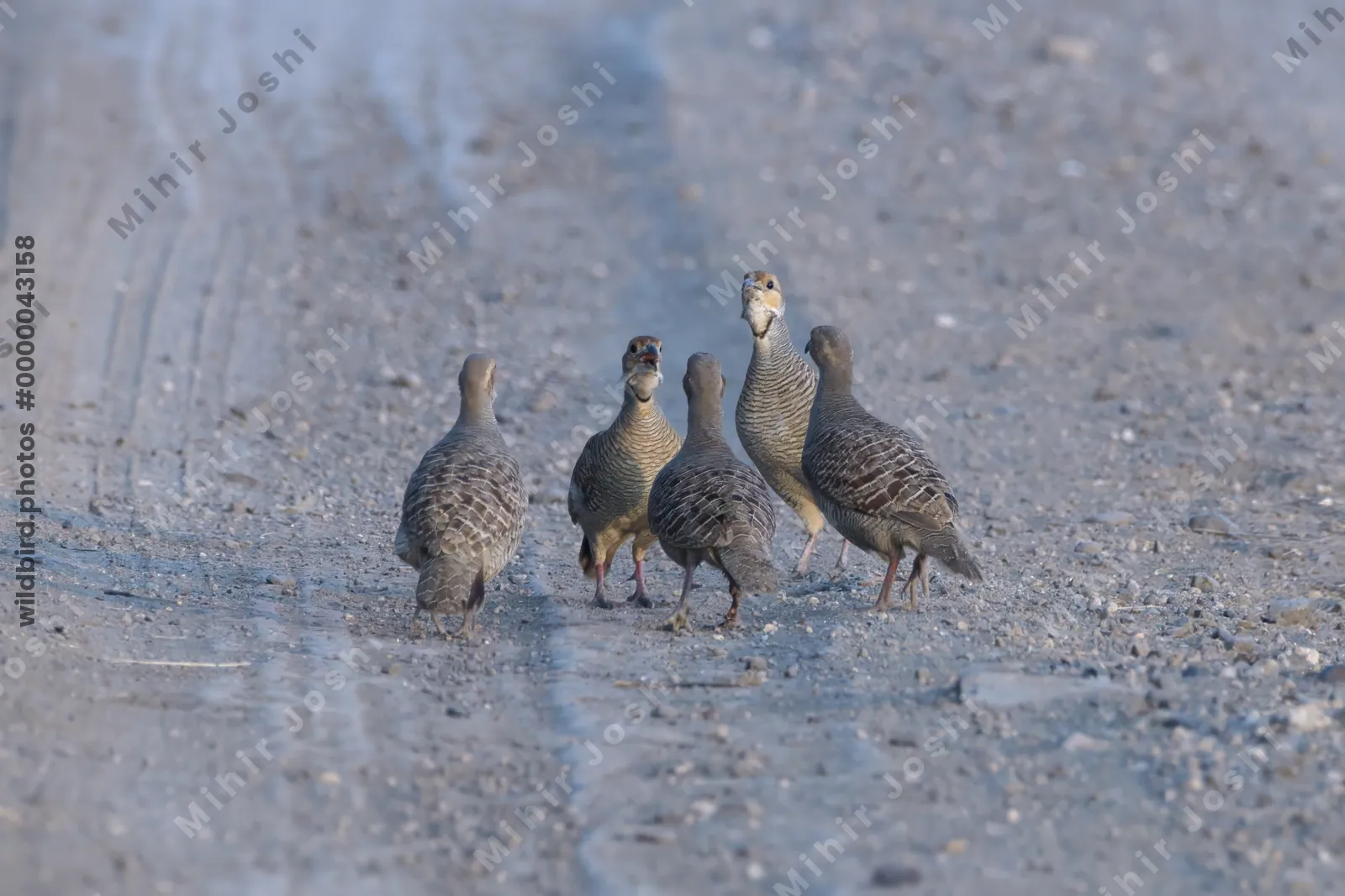 Grey Francolins foraging on a dirt road in Velavadar National Park India