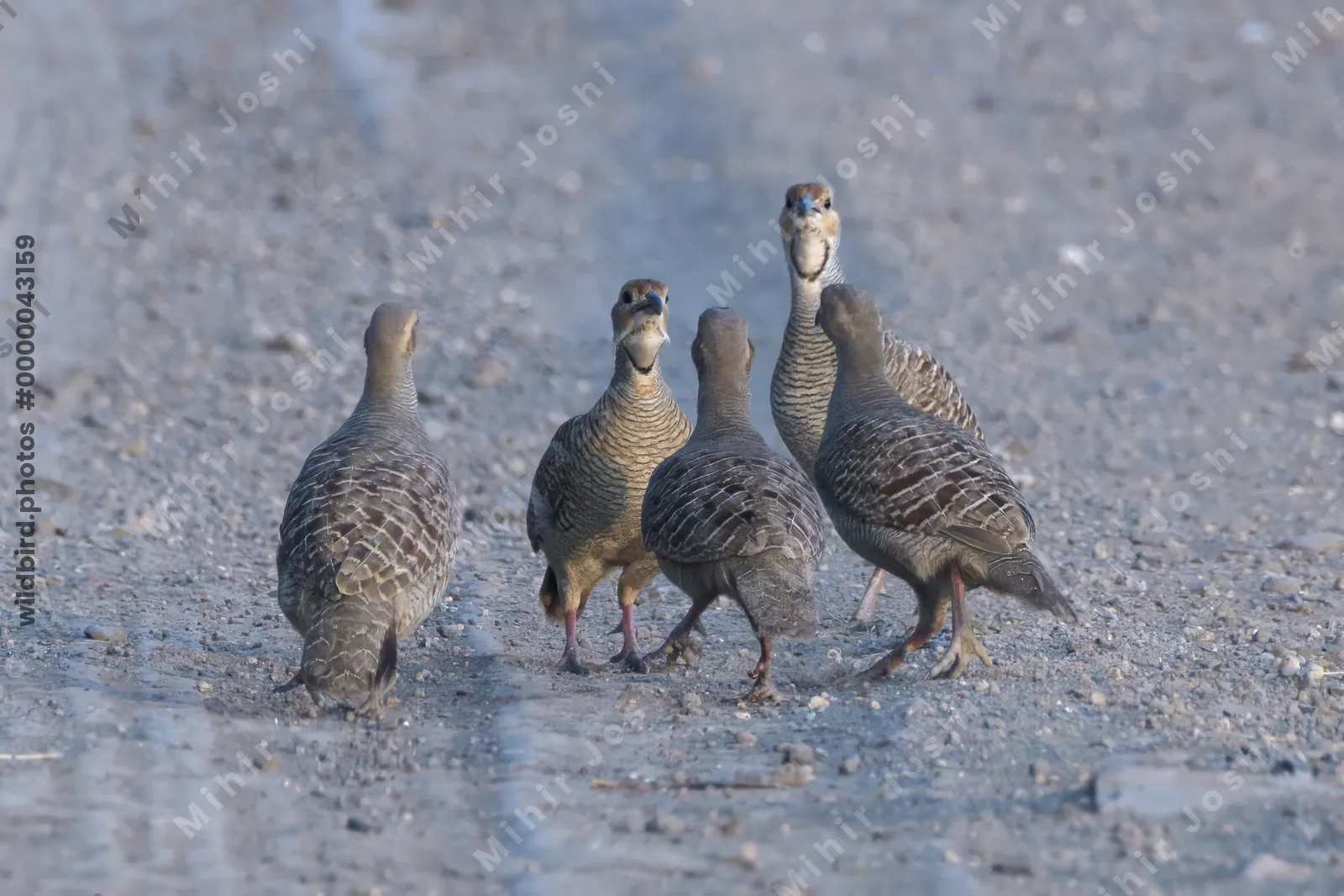 Grey Francolins calling and gathering on a dirt track in Velavadar