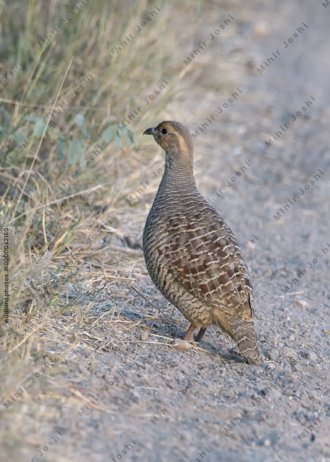 Grey Francolin standing on a dirt road in Velavadar National Park India