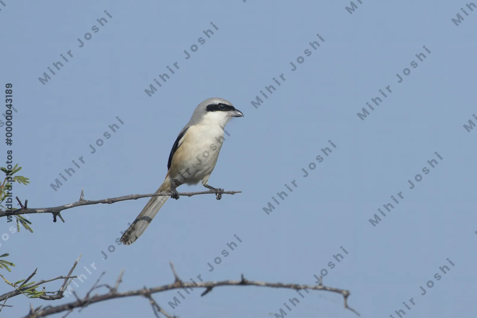 Long-tailed Shrike Perched on a Branch in Velavadar National Park India