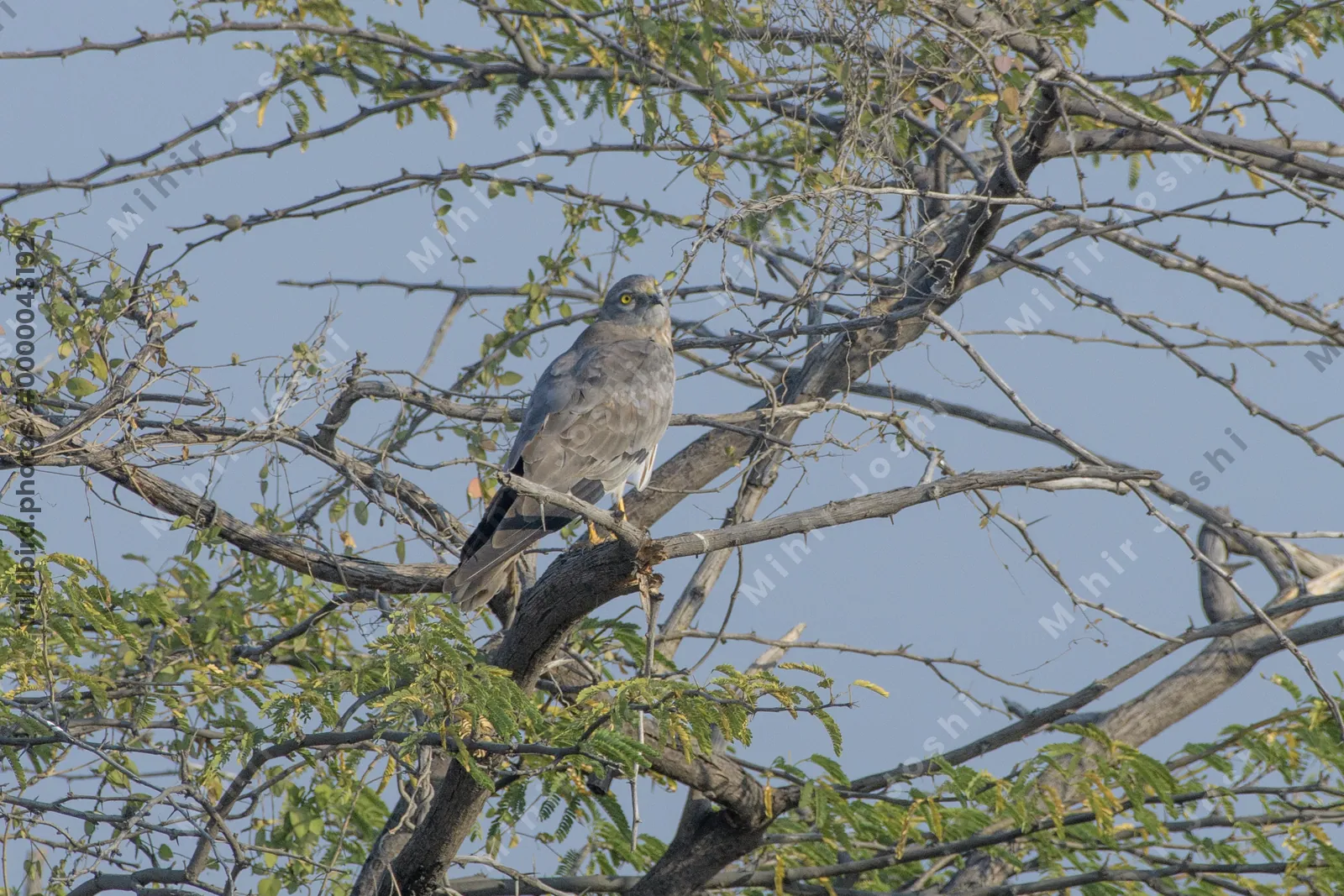 Montagu's Harrier Perched in a Thorny Tree at Velavadar National Park India