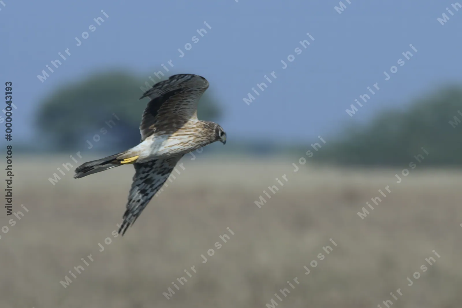 Pallid Harrier flying over Velavadar National Park in Gujarat India