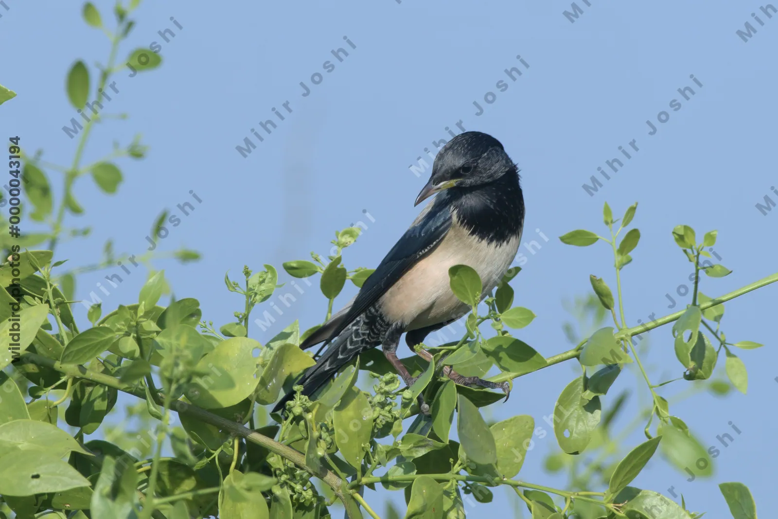 Rosy Starling Perched on a Bush in Velavadar National Park India