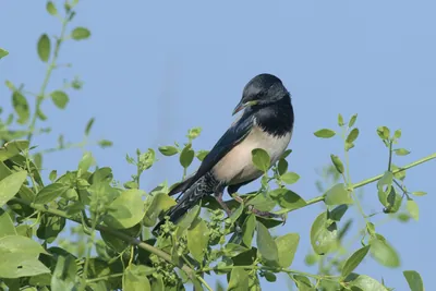 Rosy Starling Perched on a Bush in Velavadar National Park India
