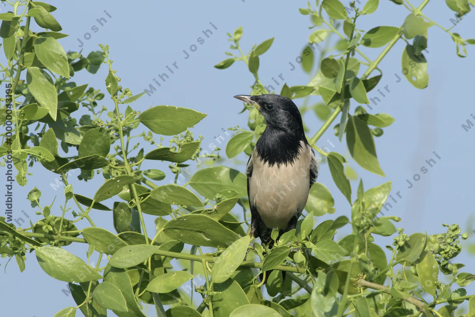 Rosy Starling Perched on a Bush in Velavadar National Park India
