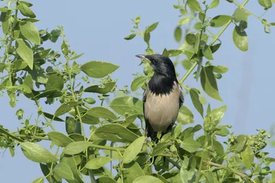 Rosy Starling Perched on a Bush in Velavadar National Park India