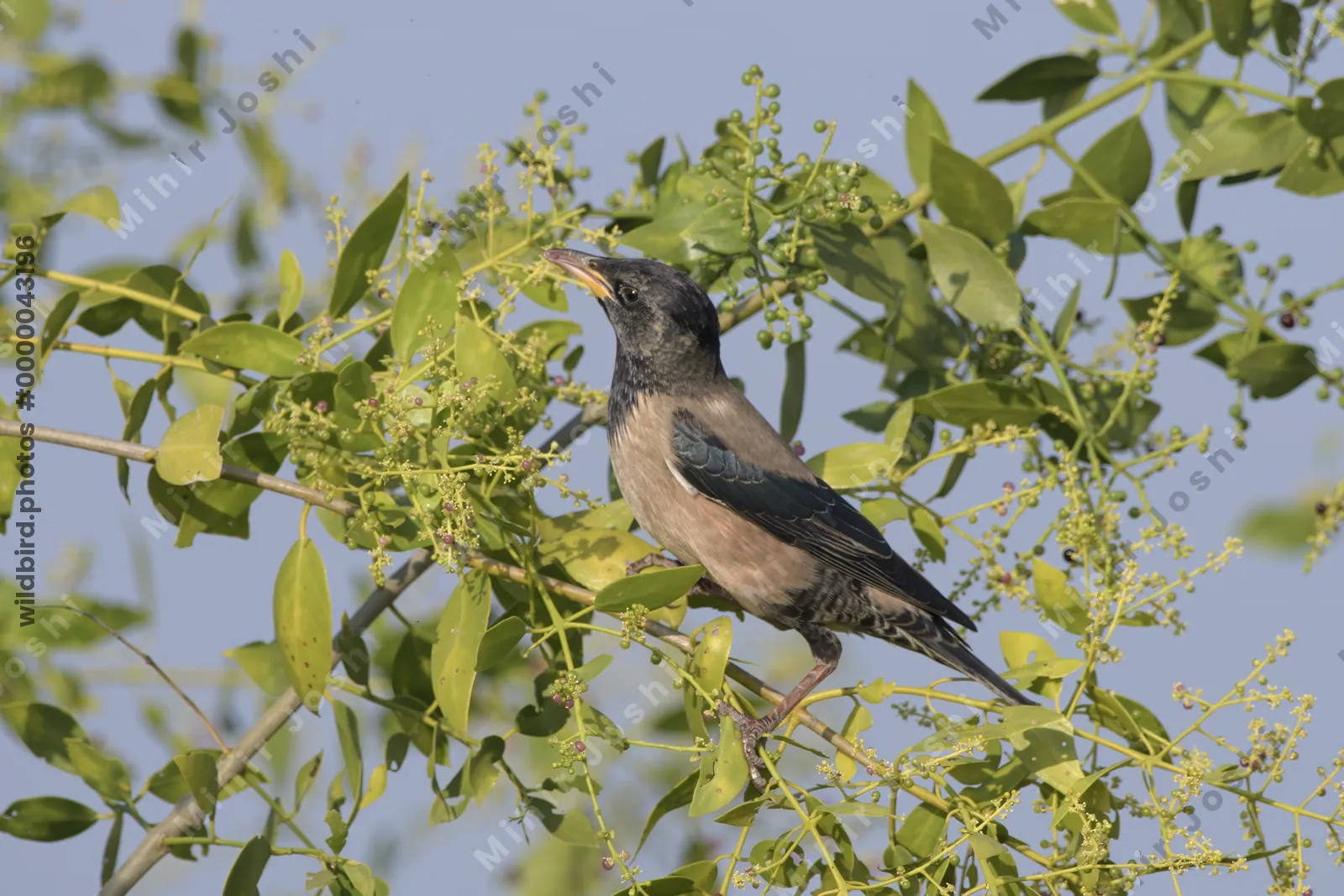 Rosy Starling Perched on Tree in Velavadar National Park India