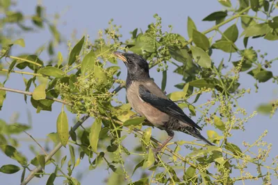 Rosy Starling Perched on Tree in Velavadar National Park India