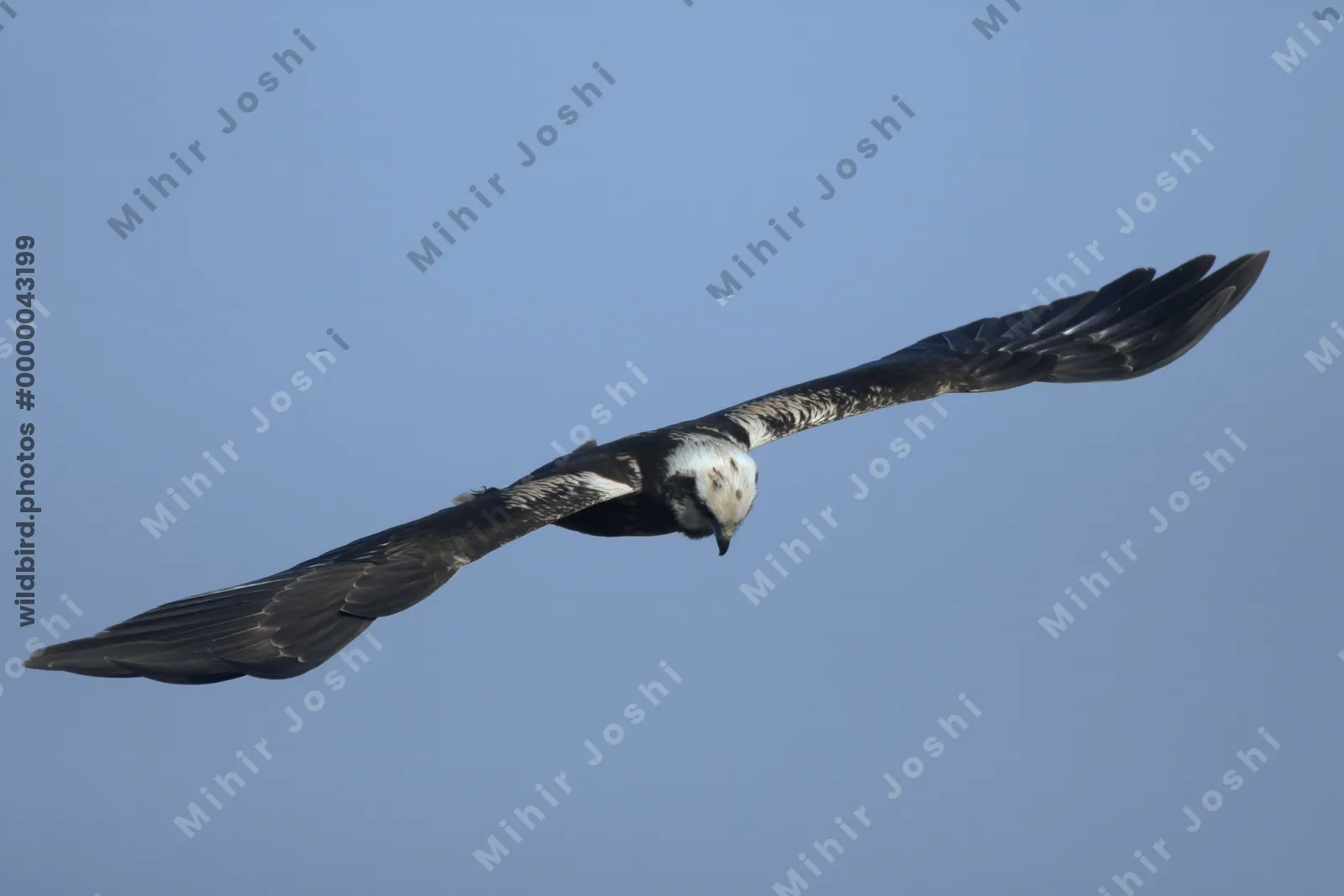 Western marsh harrier flying over Velavadar National Park in Gujarat, India