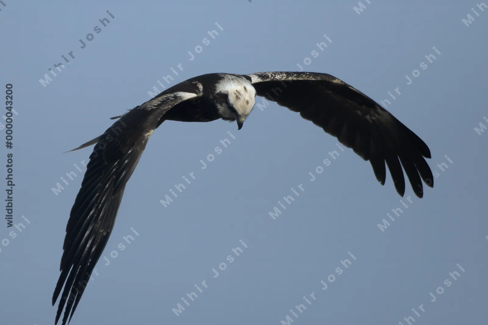 Western marsh harrier in flight over Velavadar National Park in India