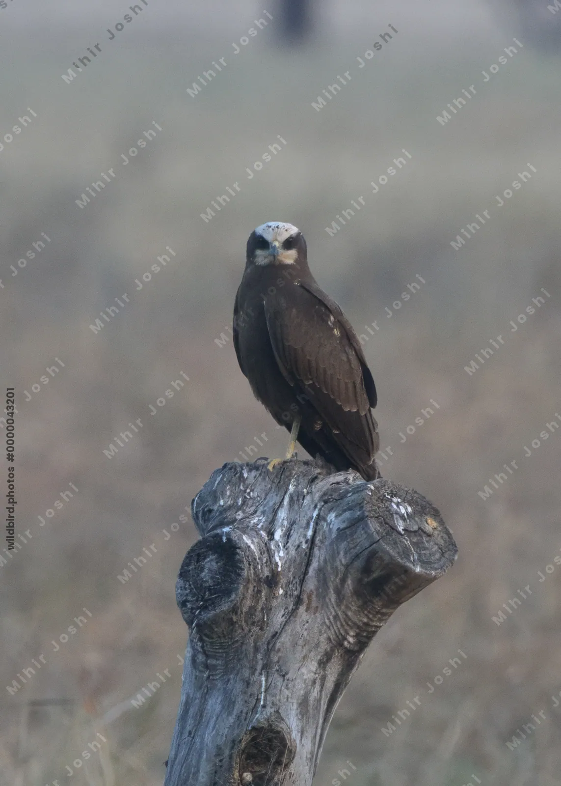 Western Marsh Harrier Perched on Dead Tree Stump in Velavadar National Park