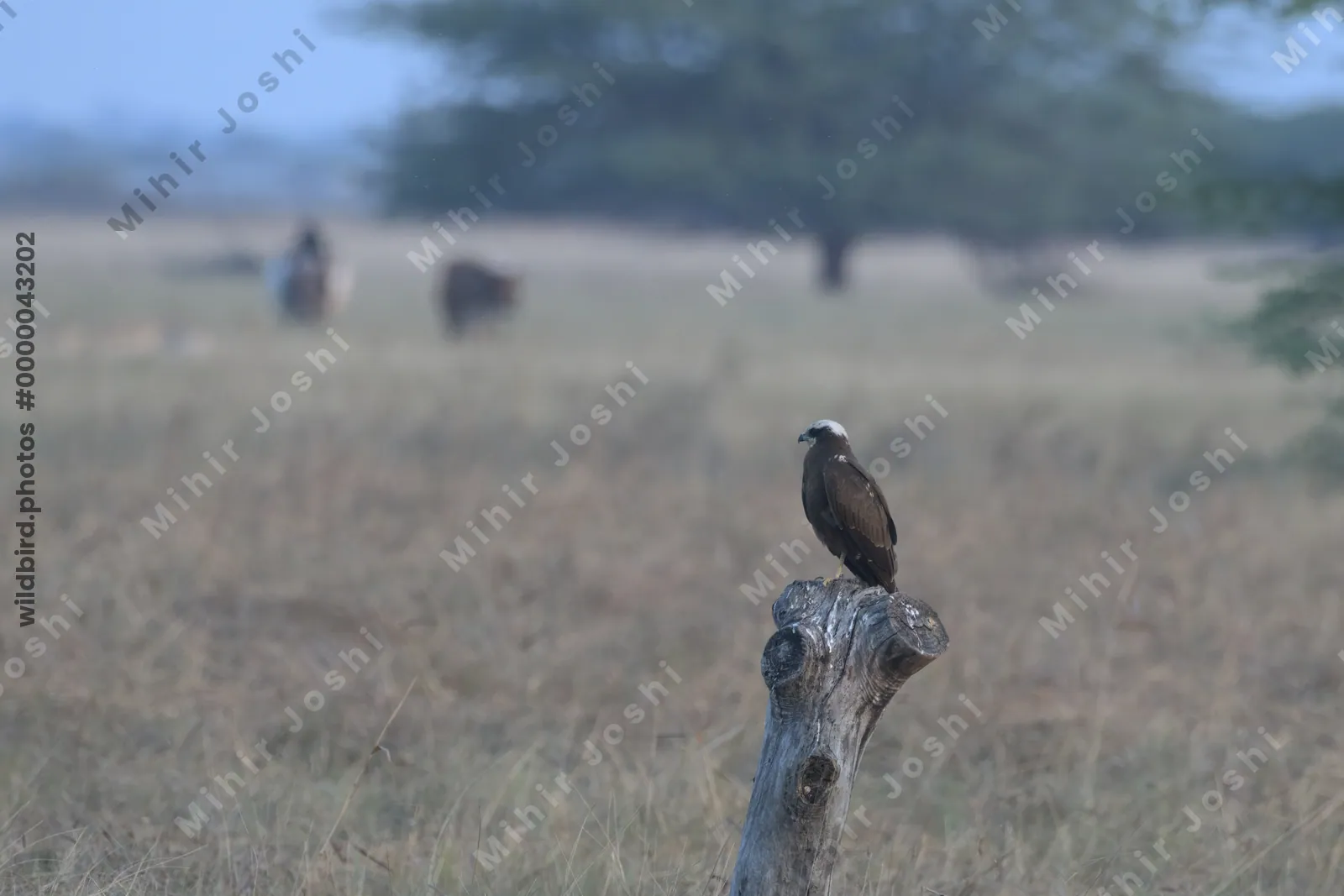 Western marsh harrier perching on a dead tree stump at Velavadar National Park