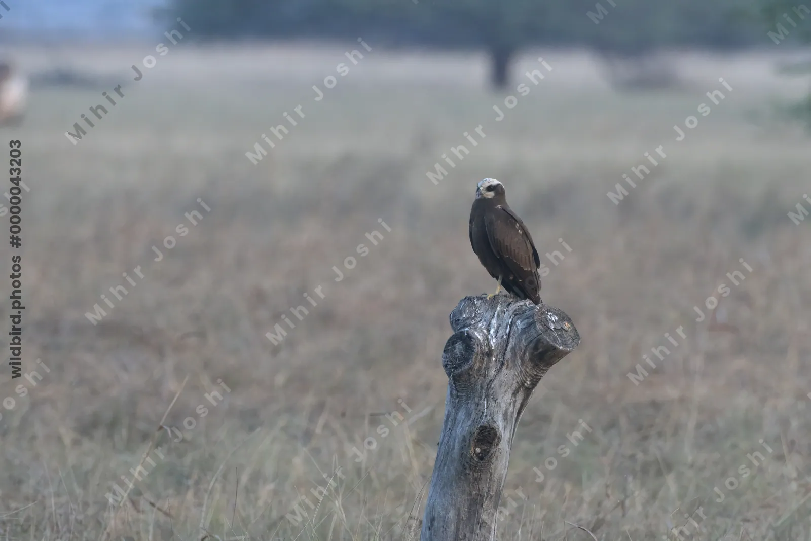 Western marsh harrier perching on a dead tree stump in Velavadar National Park