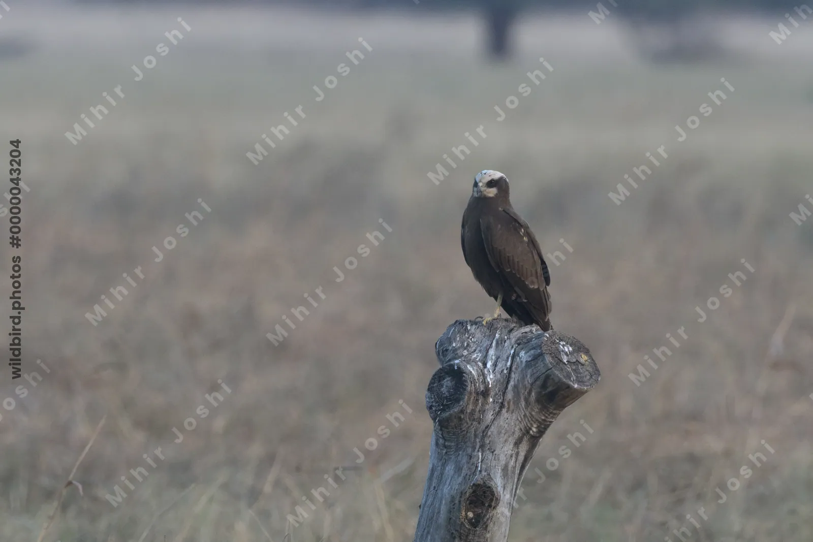 Western marsh harrier perching on a tree stump in Velavadar India