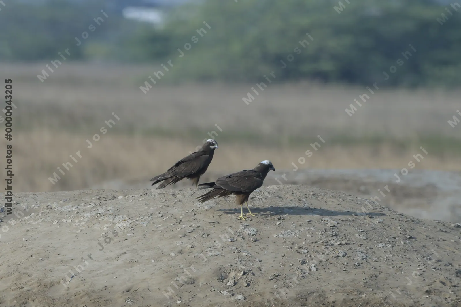 Western marsh harriers perched on muddy ground at Velavadar National Park