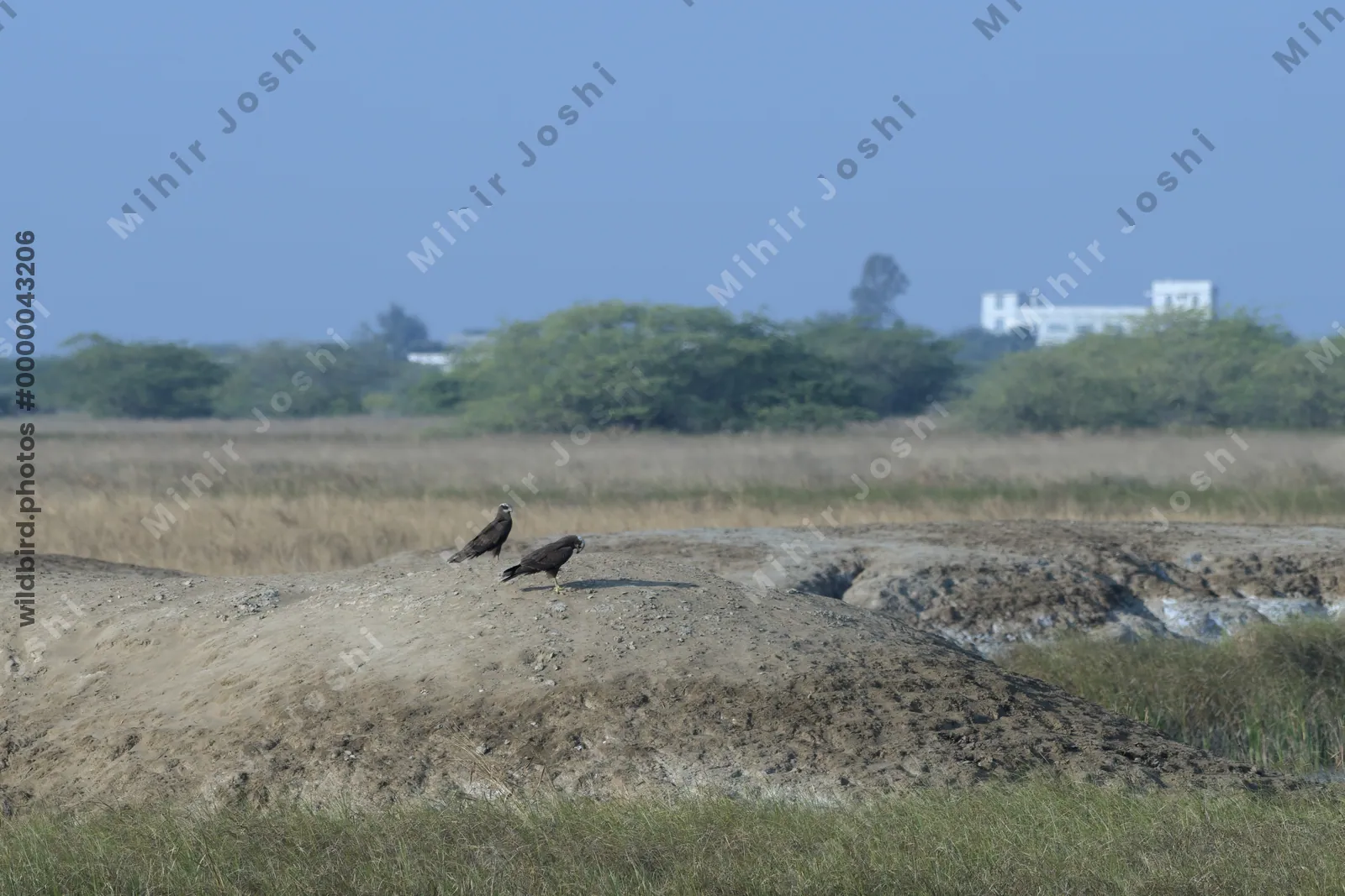 Western marsh harrier birds in Velavadar National Park Gujarat India