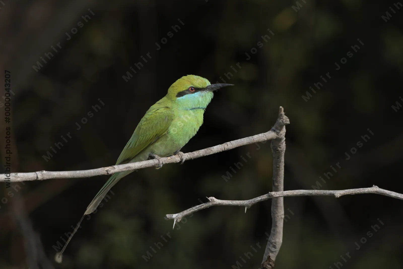 Asian Green Bee-eater Perched on Branch in Velavadar India