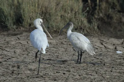 Eurasian Spoonbill and Black-headed Ibis in Velavadar National Park