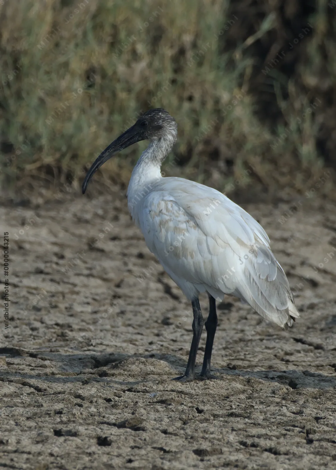 Black-headed ibis standing on cracked earth in Velavadar National Park India