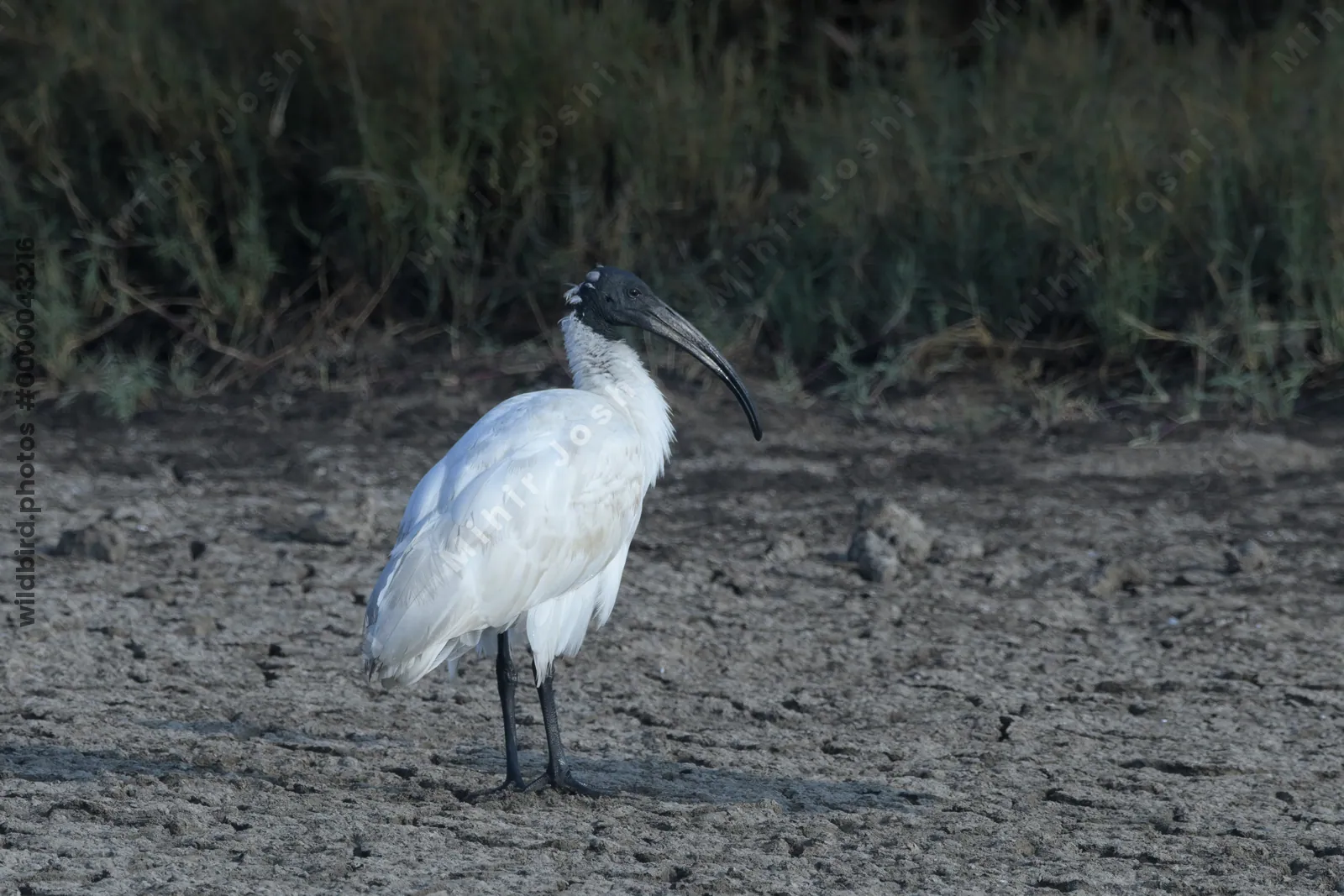 Black-headed ibis standing on dry ground at Velavadar National Park India