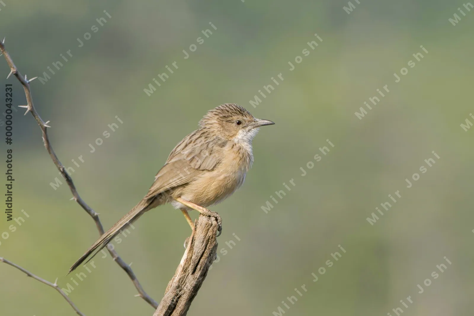Common Babbler Turdoides caudata perched on a branch in Velavadar India